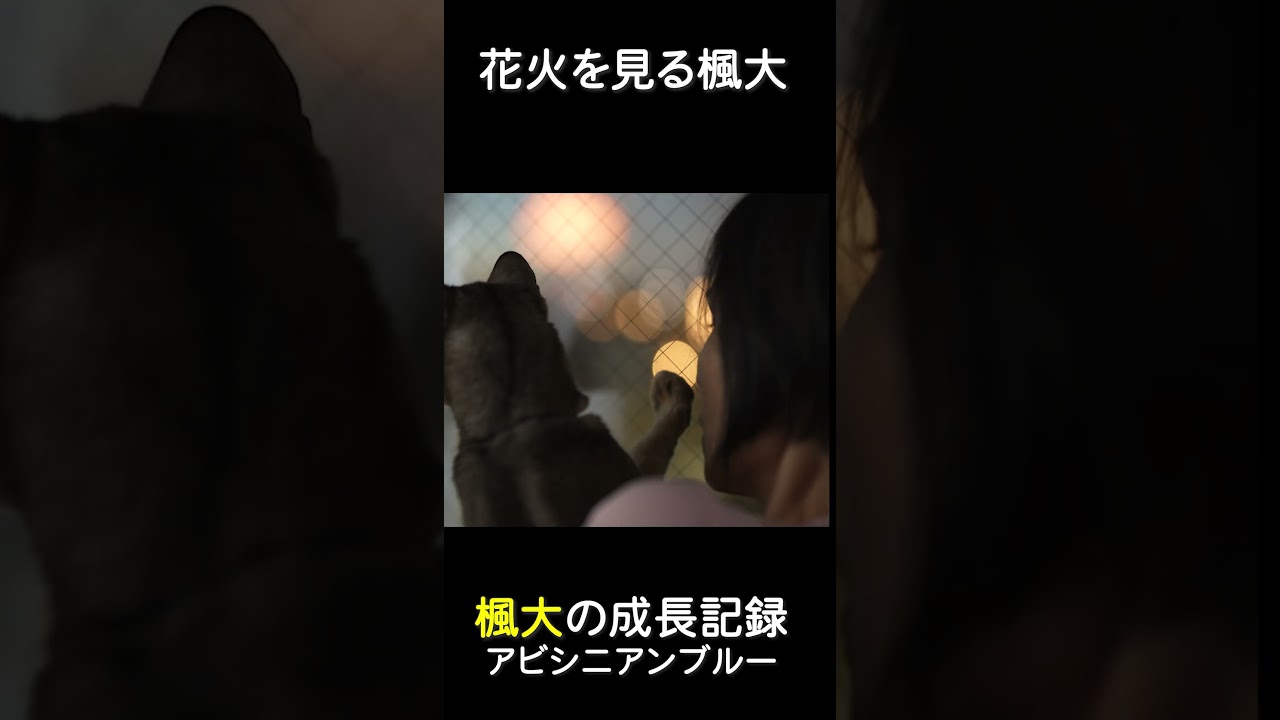 墨田川花火を一緒に見つめる楓大｜アビシニアンブルー楓大の物語