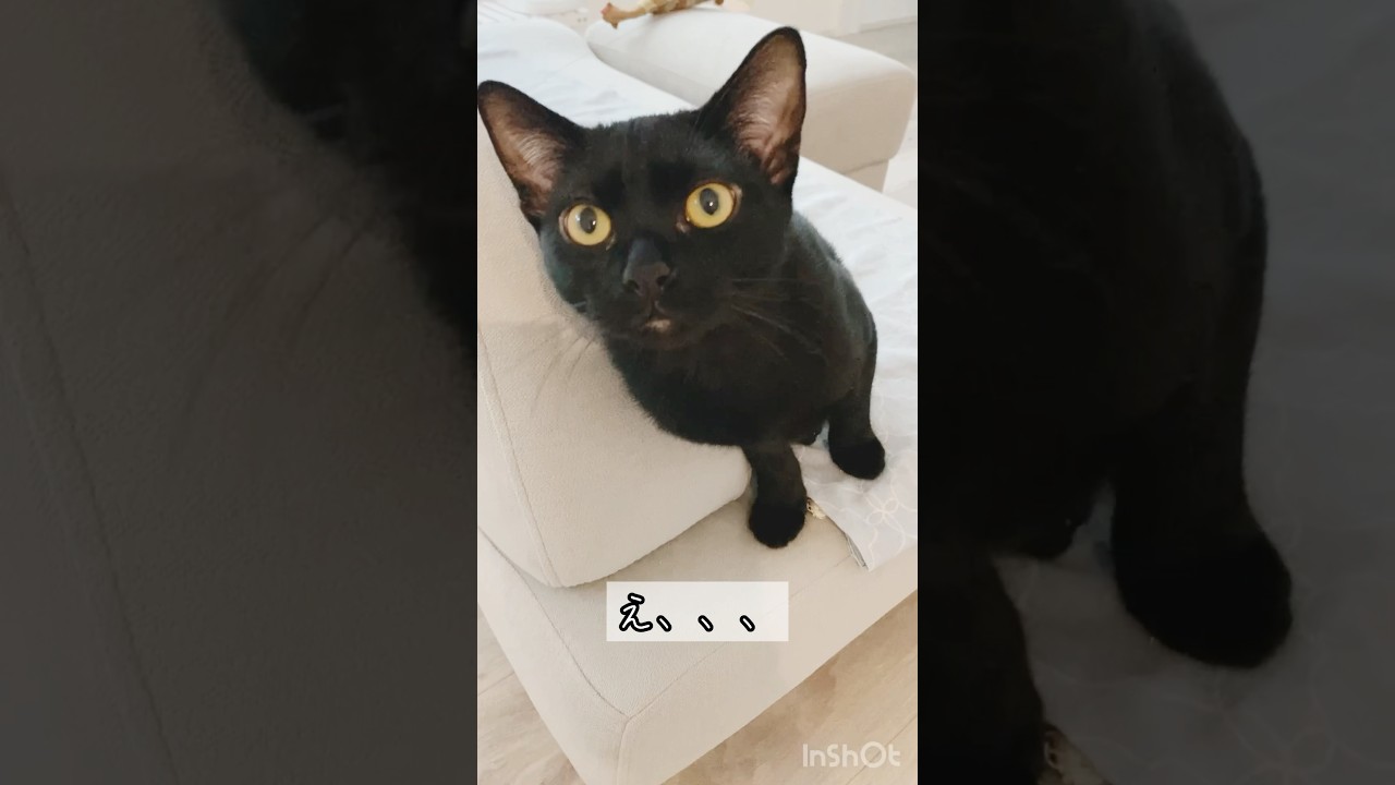 不満な黒猫　#ボンベイ #子猫 #cat #bombay #猫のいる暮らし #猫のいる生活 #ねこ #ねこ動画 #かわいい #鳴き声