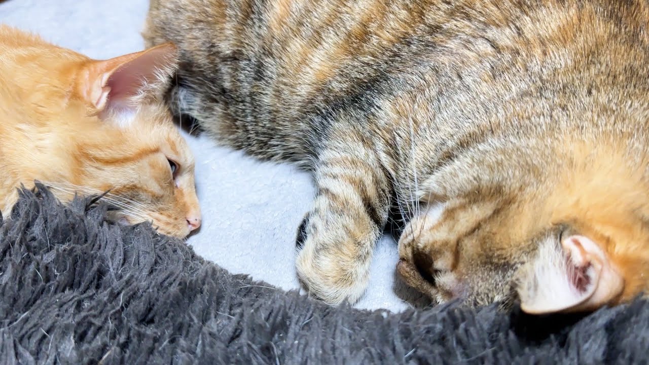 後輩猫たちのお世話の間に姉猫に甘える猫が可愛すぎます