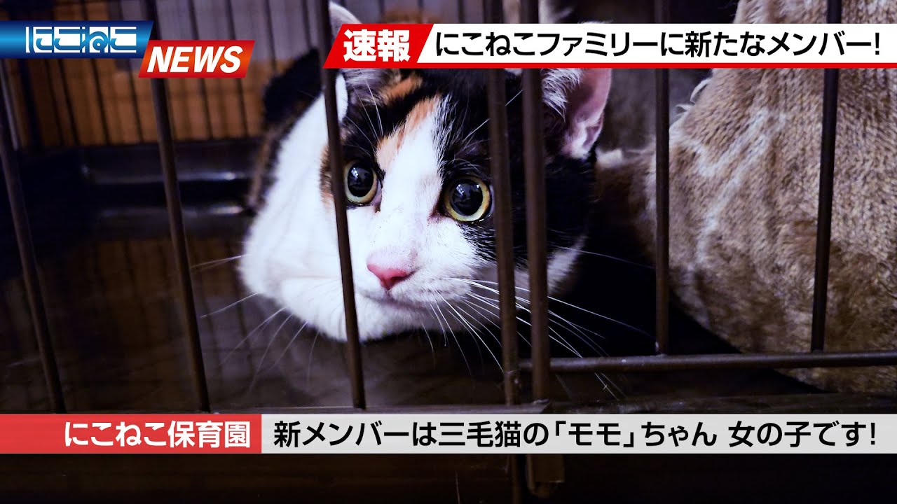 【にこねこ速報】にこねこファミリーに新メンバーが加入しました！