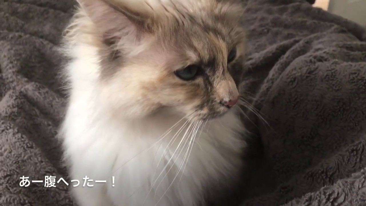 【バーマン】③リラ小言集 Birman Cat Complains a lot