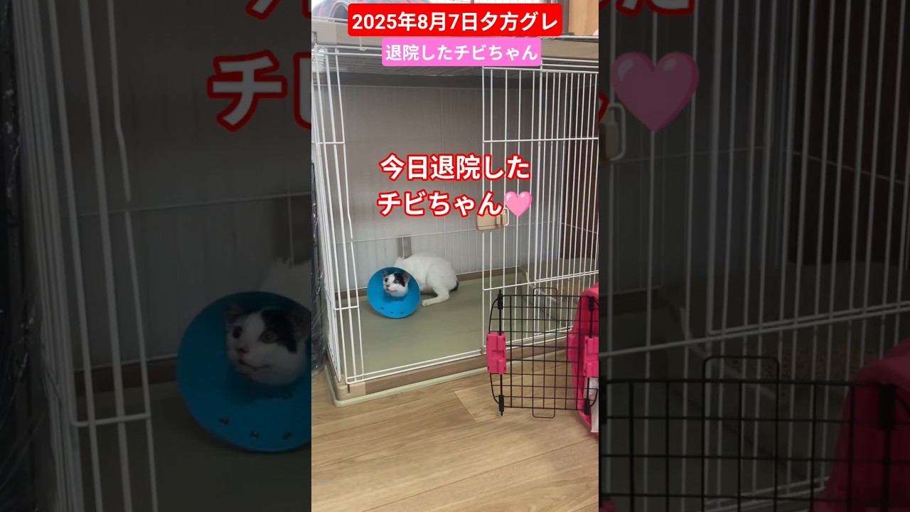 【2025年8月7日夕方グレ】チビちゃん退院できました🙏