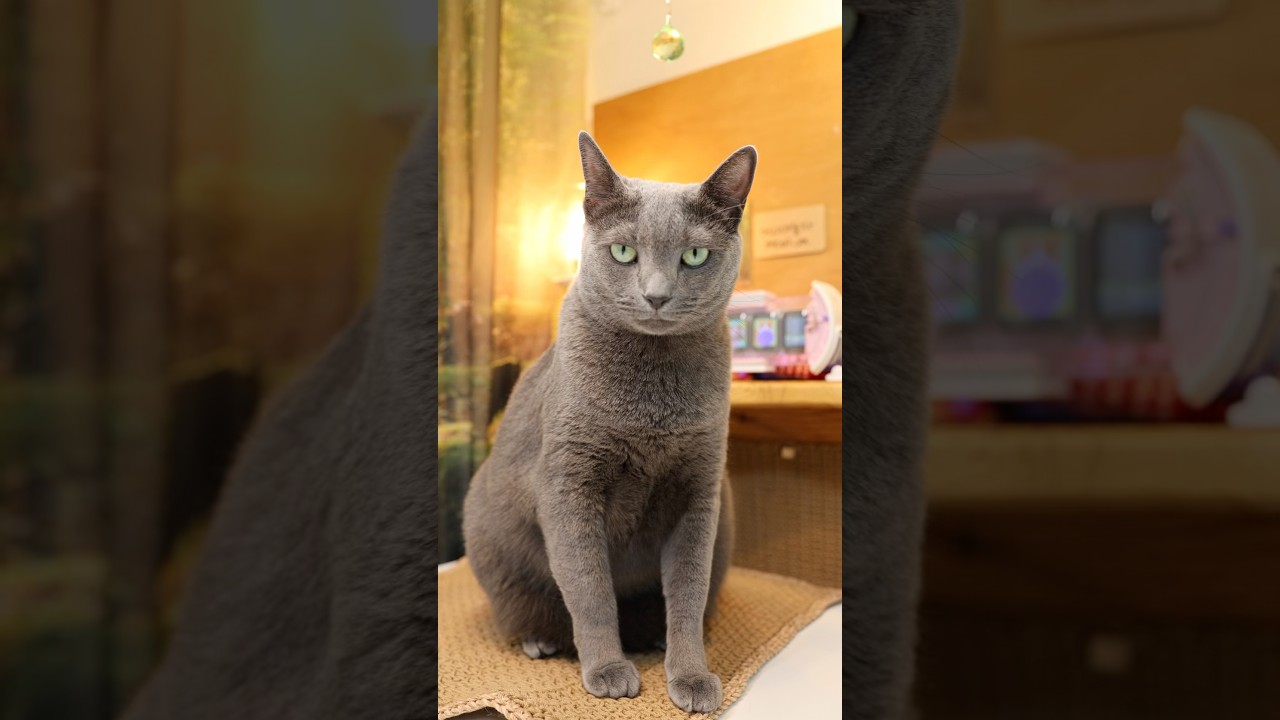 혼쭐나는 집사😼