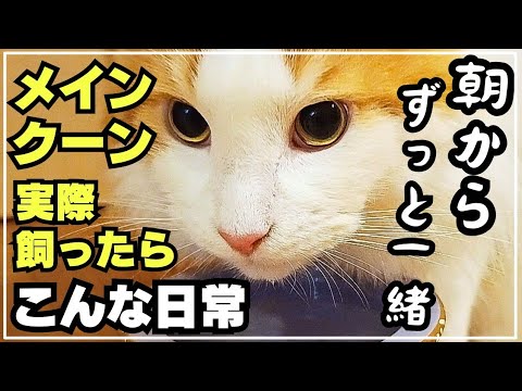 【大型猫がいる暮らし】朝起きた瞬間から１日ずっとメインクーンがそば居る家族の日常
