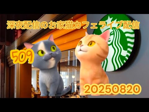 深夜のお家猫カフェライブ配信 ５０９