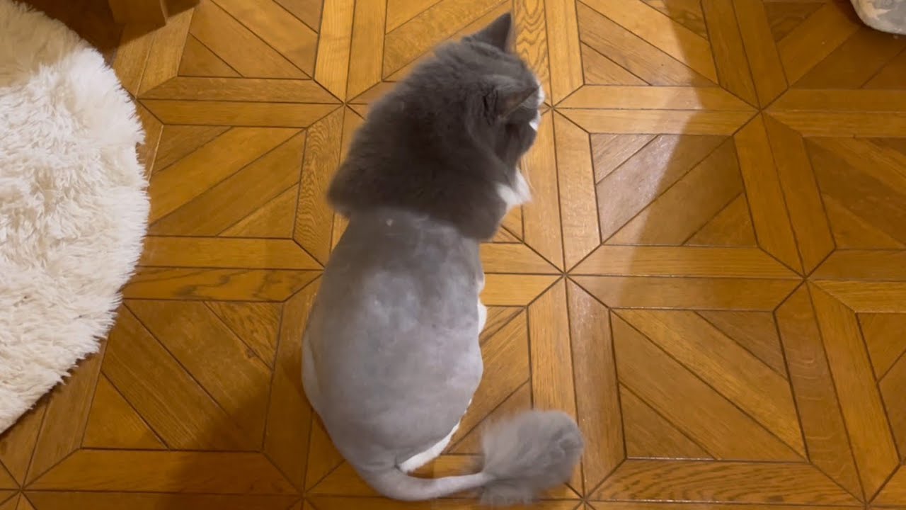 【サマーカット】もふもふノルウェージャンフォレストキャットのシャールくん、トリミングに行ってきました。