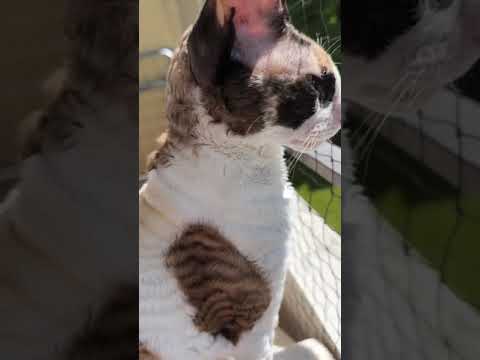 Cornish Rex beauty