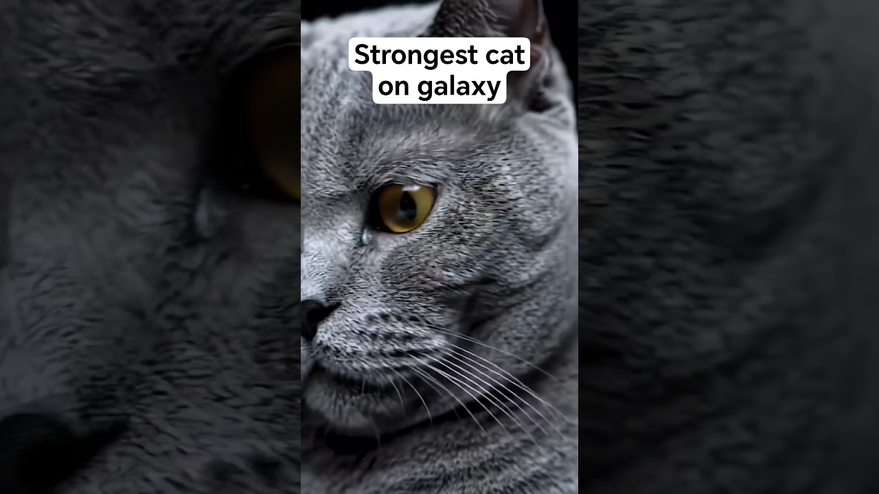 3 Crazy super cat on earth #shorts #catlovers