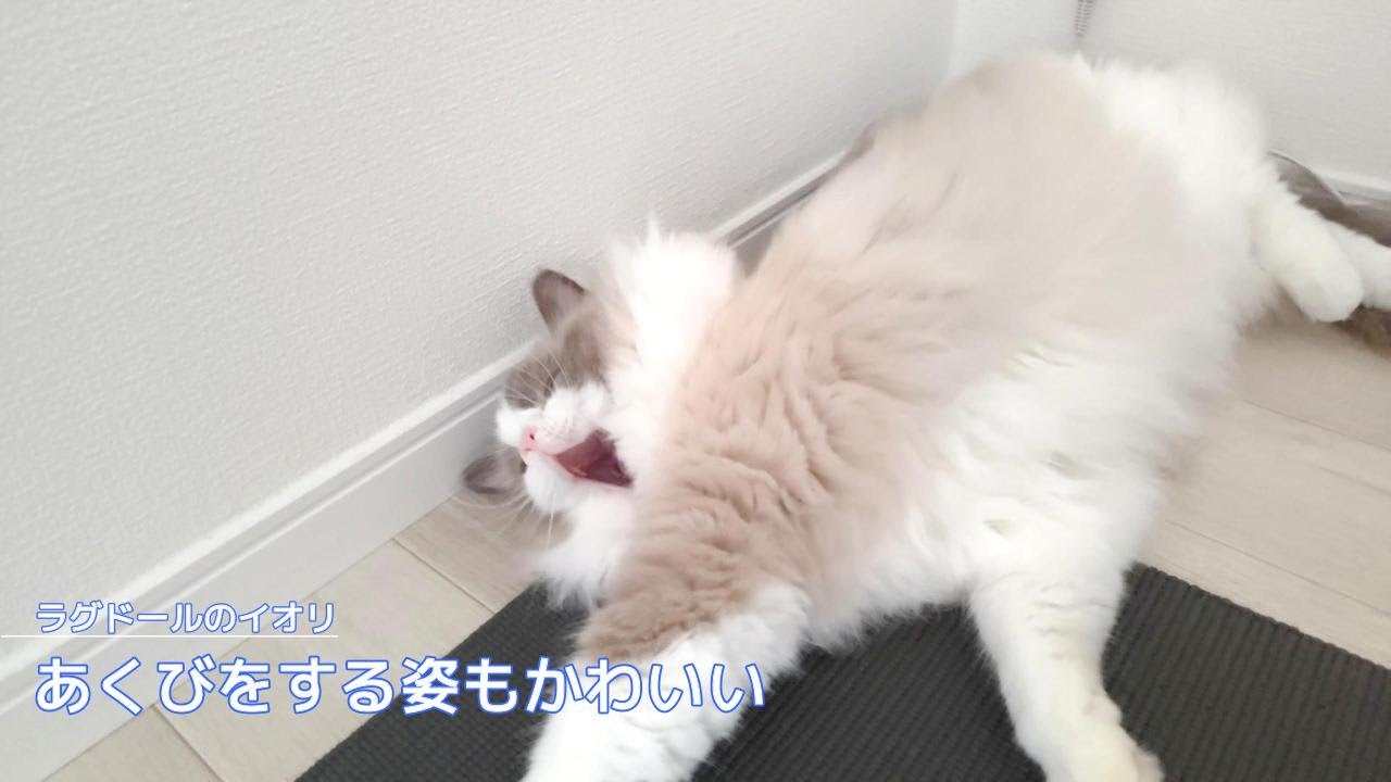 【ラグドール】あくびをする姿もかわいい