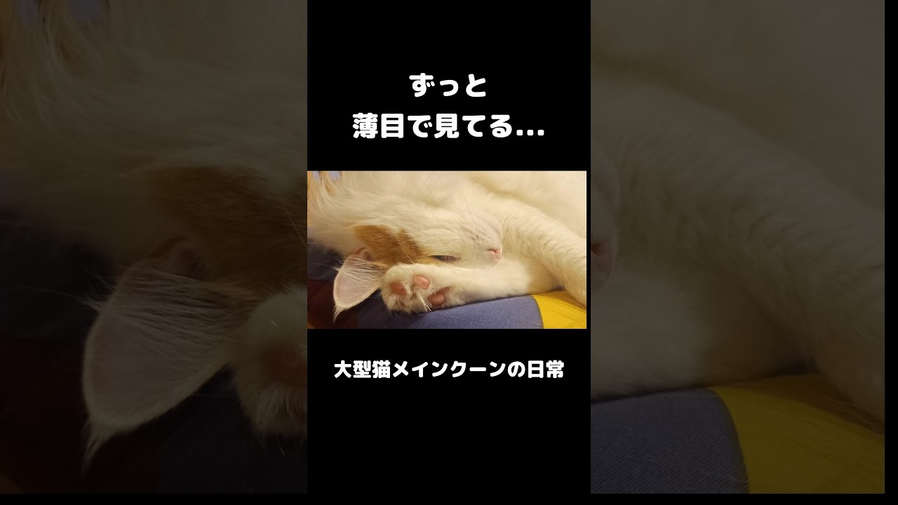 隠し撮り失敗... #メインクーン #猫 #猫のいる暮らし#cat #mainecoon #catlover​  #catshorts​ #cute​ #cutecat​ #fyp​