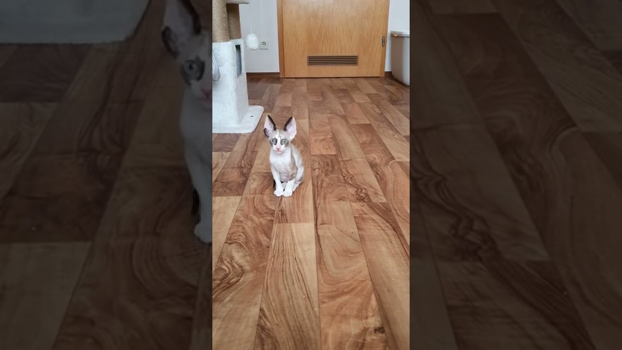 Cornish Rex kitty,  our kitten two years ago😻