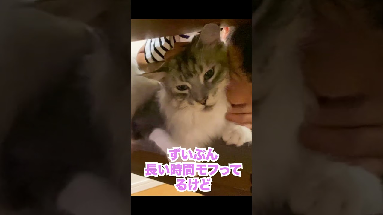 大型猫にモフモフ攻撃して嫌がられる？#メインクーン#shorts