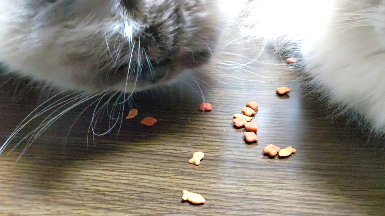 食べるのが下手な猫種【ヒマラヤン猫】