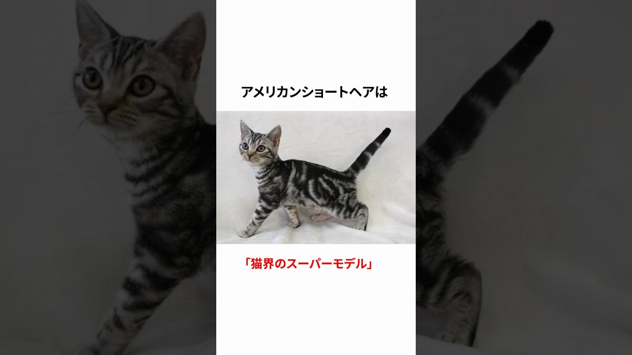 猫界のスーパーモデル！アメリカンショートヘアの愛らしい魅力