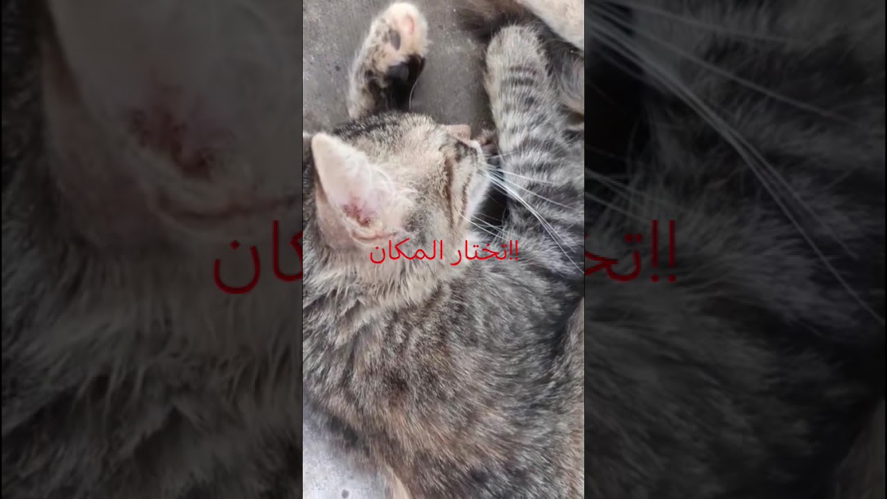 هل القطط تختار المكان فقط ام انها تختار الالوان لتتماها معها؟