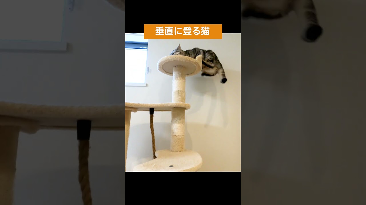 キャットタワーを垂直に登る猫 #shorts #猫動画 #アメショ