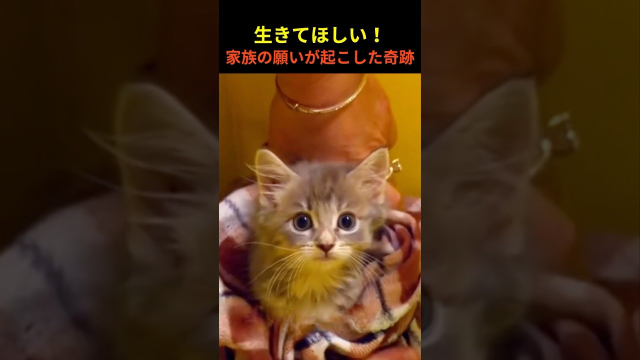 「生後5週の子猫に迫る危機…奇跡の手術で家族の願いが叶った瞬間」 #猫の奇跡 #保護猫物語 #感動実話