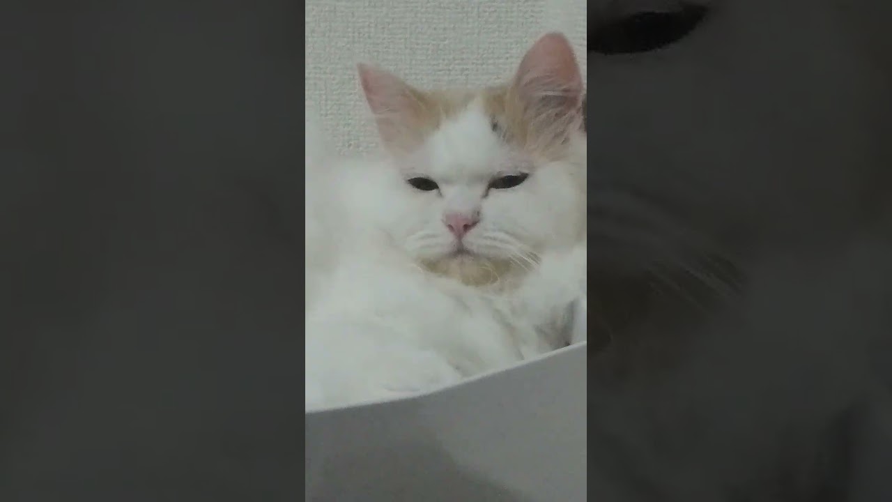 ラガマフィン8-20
