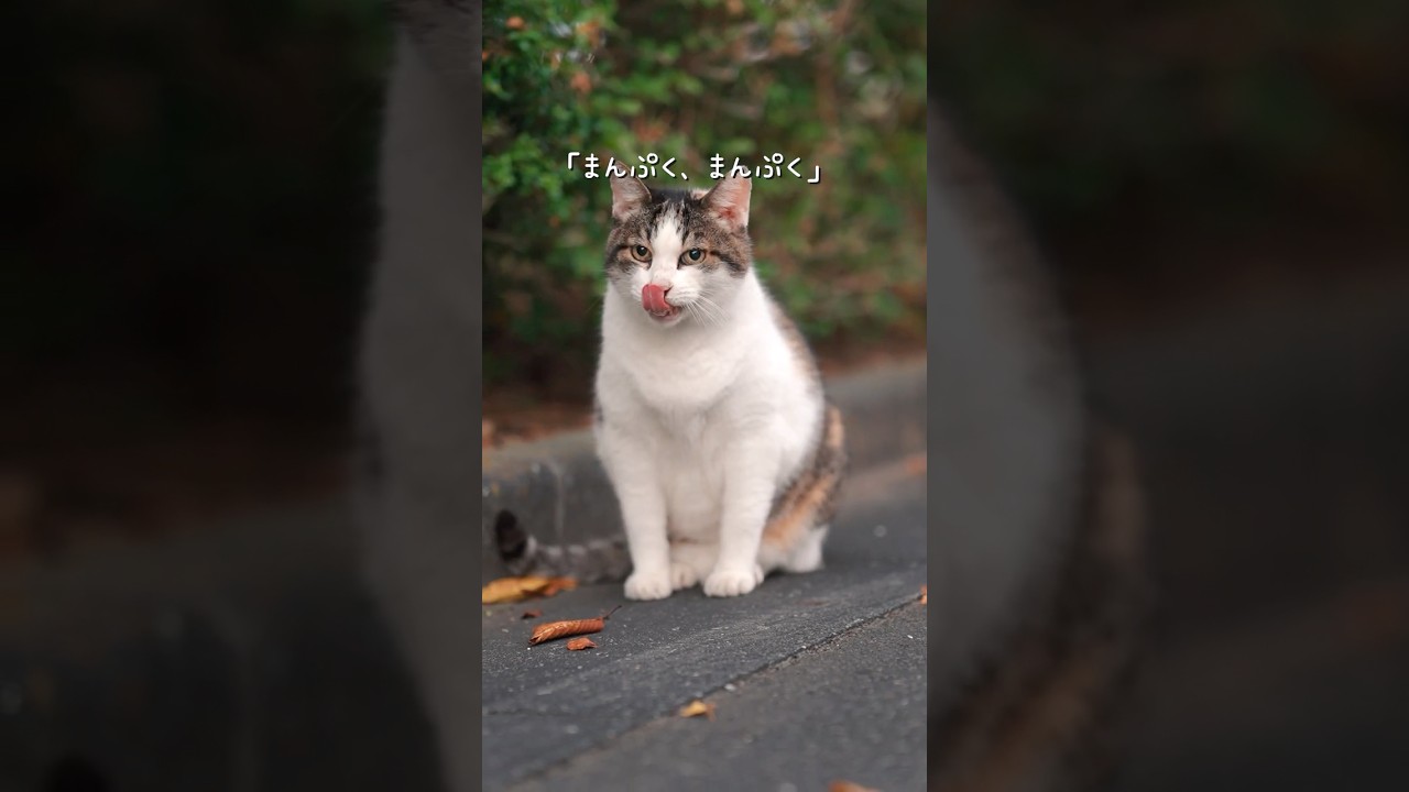 公園に捨てられたいつもひとりの三毛猫