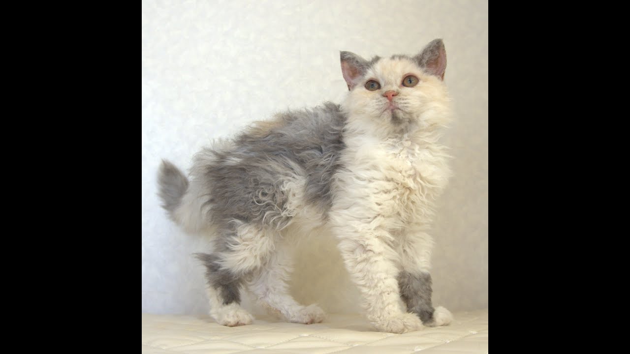 セルカークレックス子猫　Selkirk Rex　2025.4.12産まれ　ダイリュートキャリコ　巻き毛　女の子　シーダキャット猫のお店