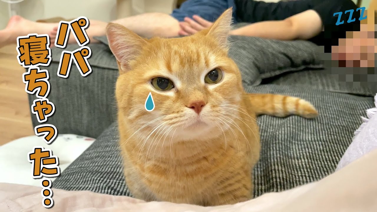 ３日ぶりに帰ってきたパパが寝ちゃって寂しい猫が可愛すぎる！