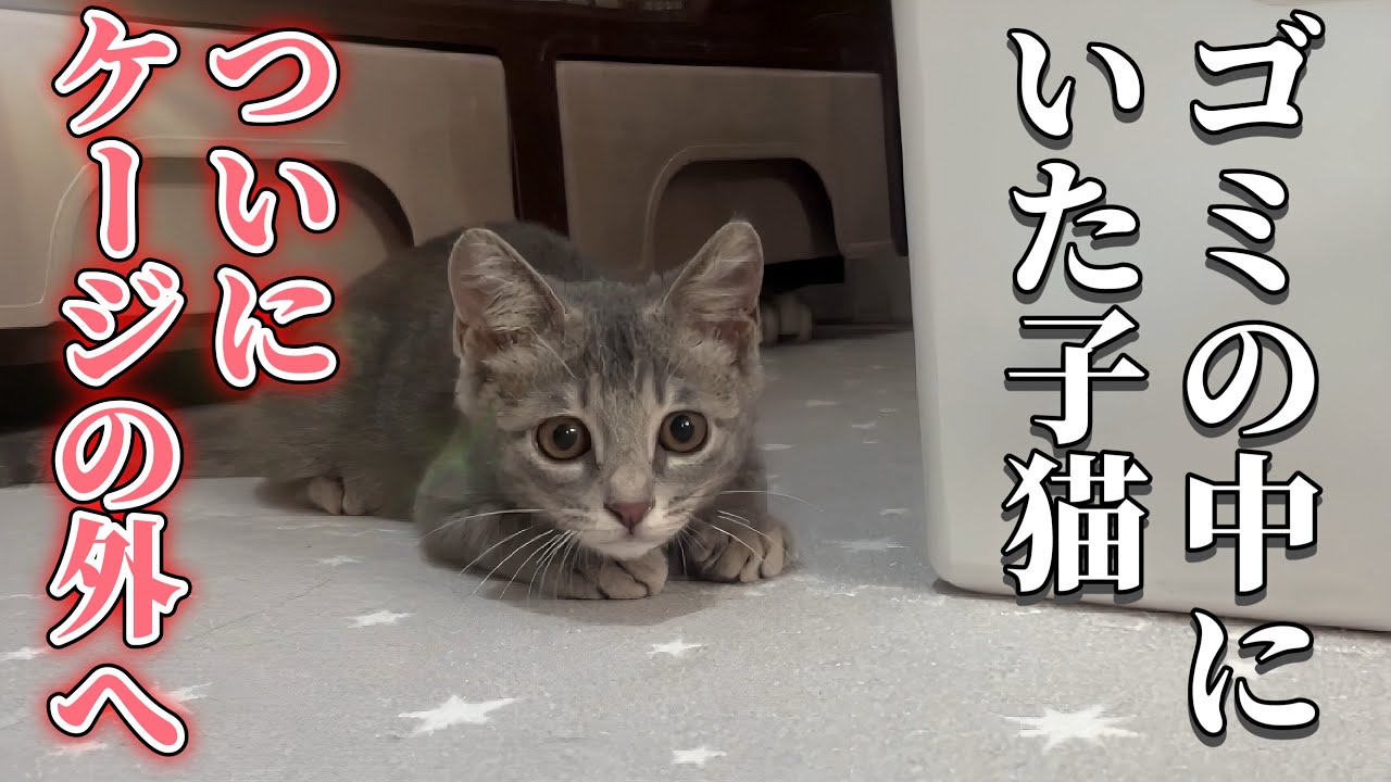 ゴミの中から保護された子猫｜初めてケージから出た反応が可愛すぎた