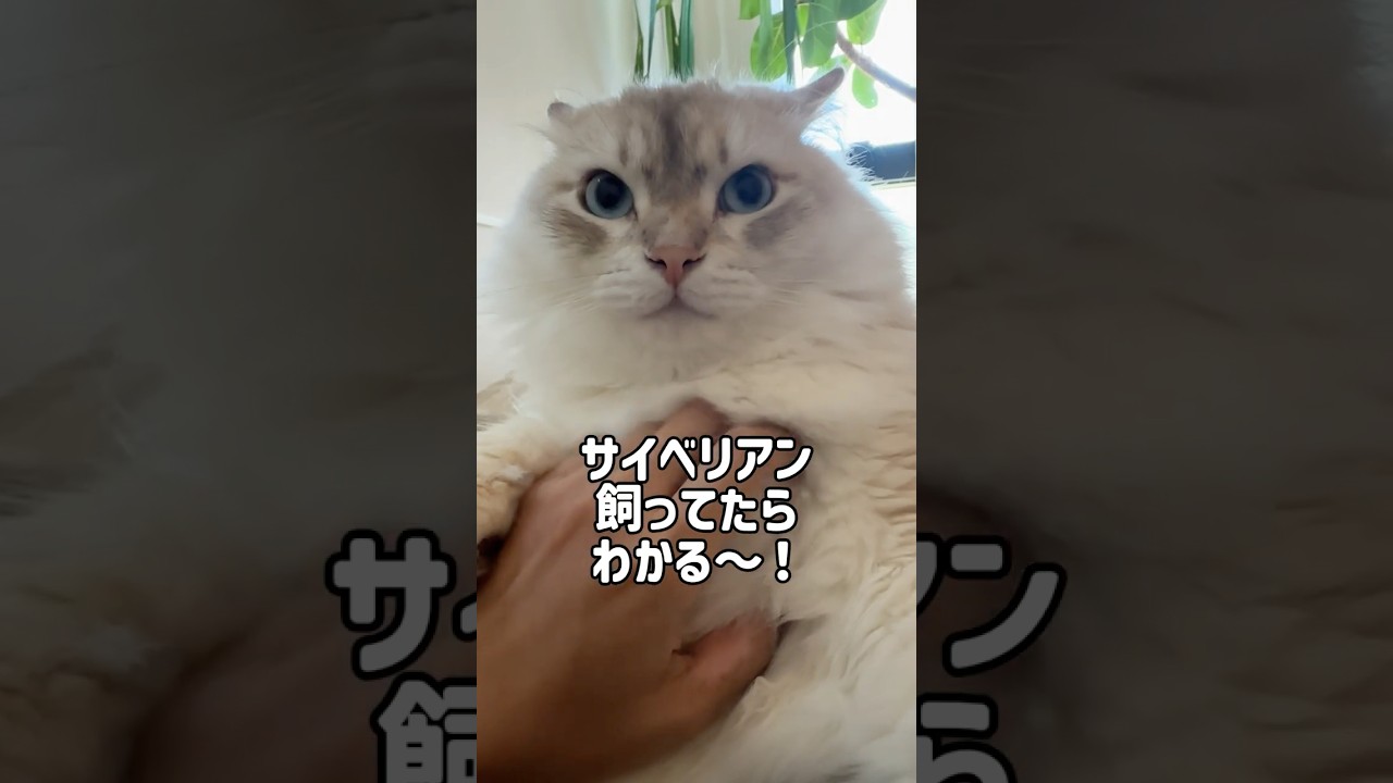 サイベリアンってこんな猫😼⭐️