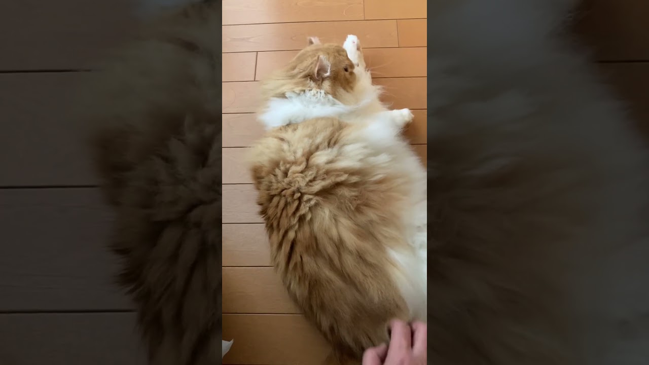 ごろんする猫 #shorts  #猫 #アメリカンカール #cat
