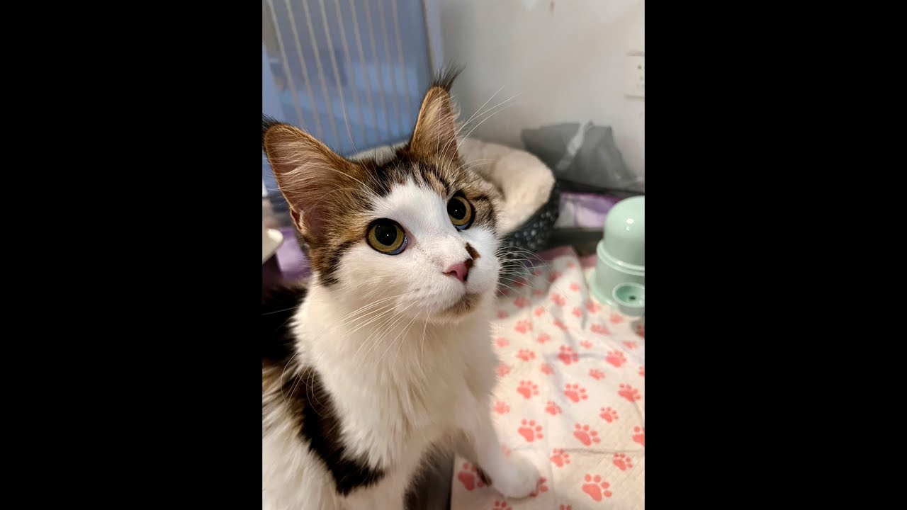 200 Days with Mama Bastet & Her Kittens: A Daily Life Livestream! 6 out of 200