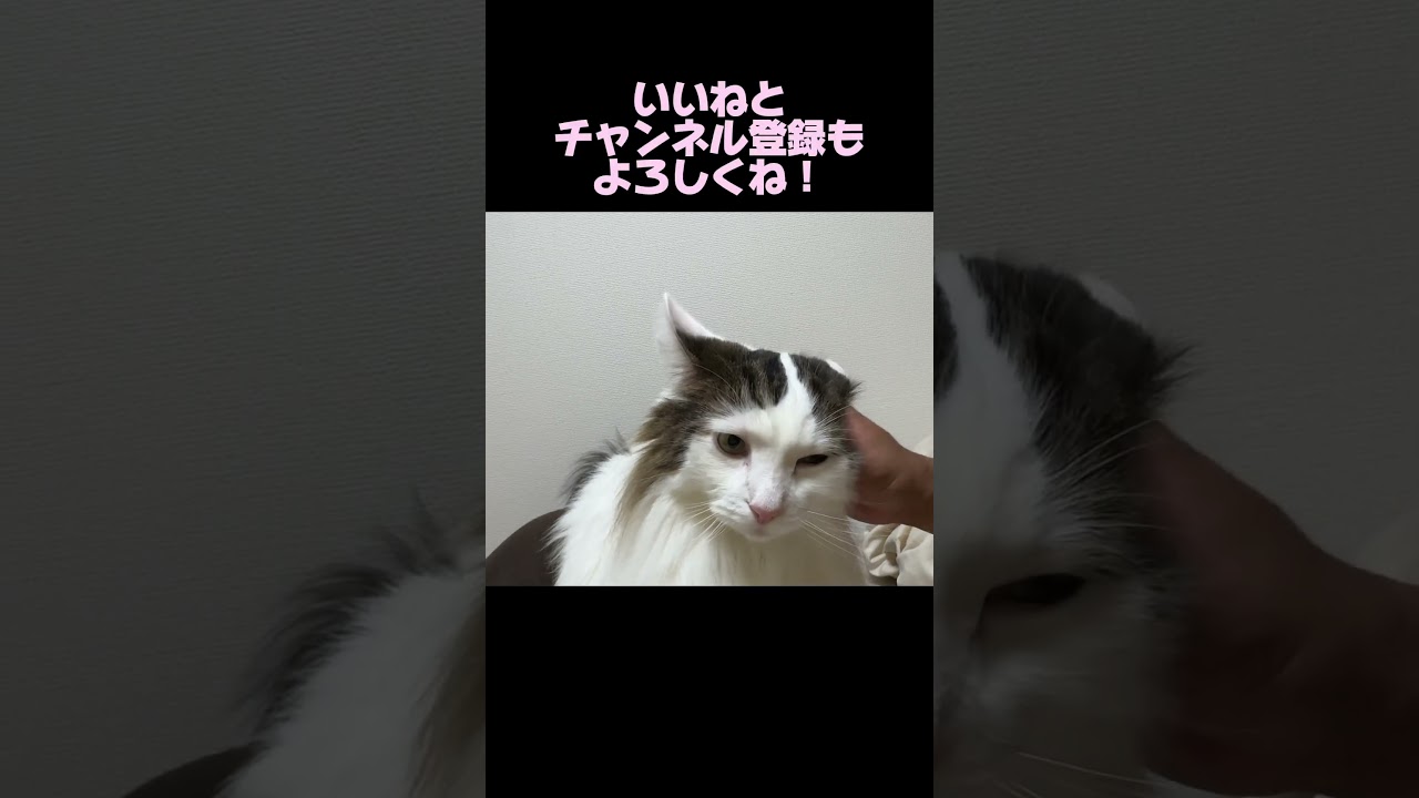 猫が安心して撫でられるときは、、、#ノルウェージャンフォレストキャット #猫のいる暮らし #cat #norwegianforestcat