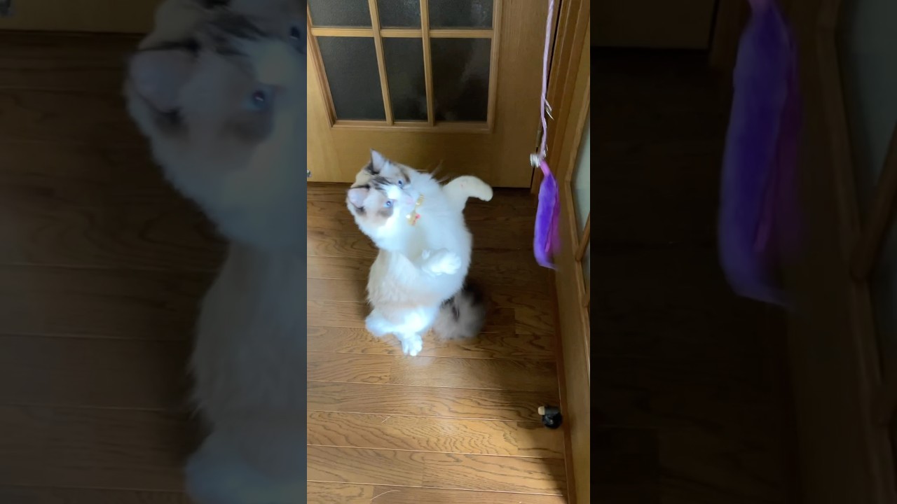 巨大猫ダイエット拒否😓　#猫  #cat  #ラグドール