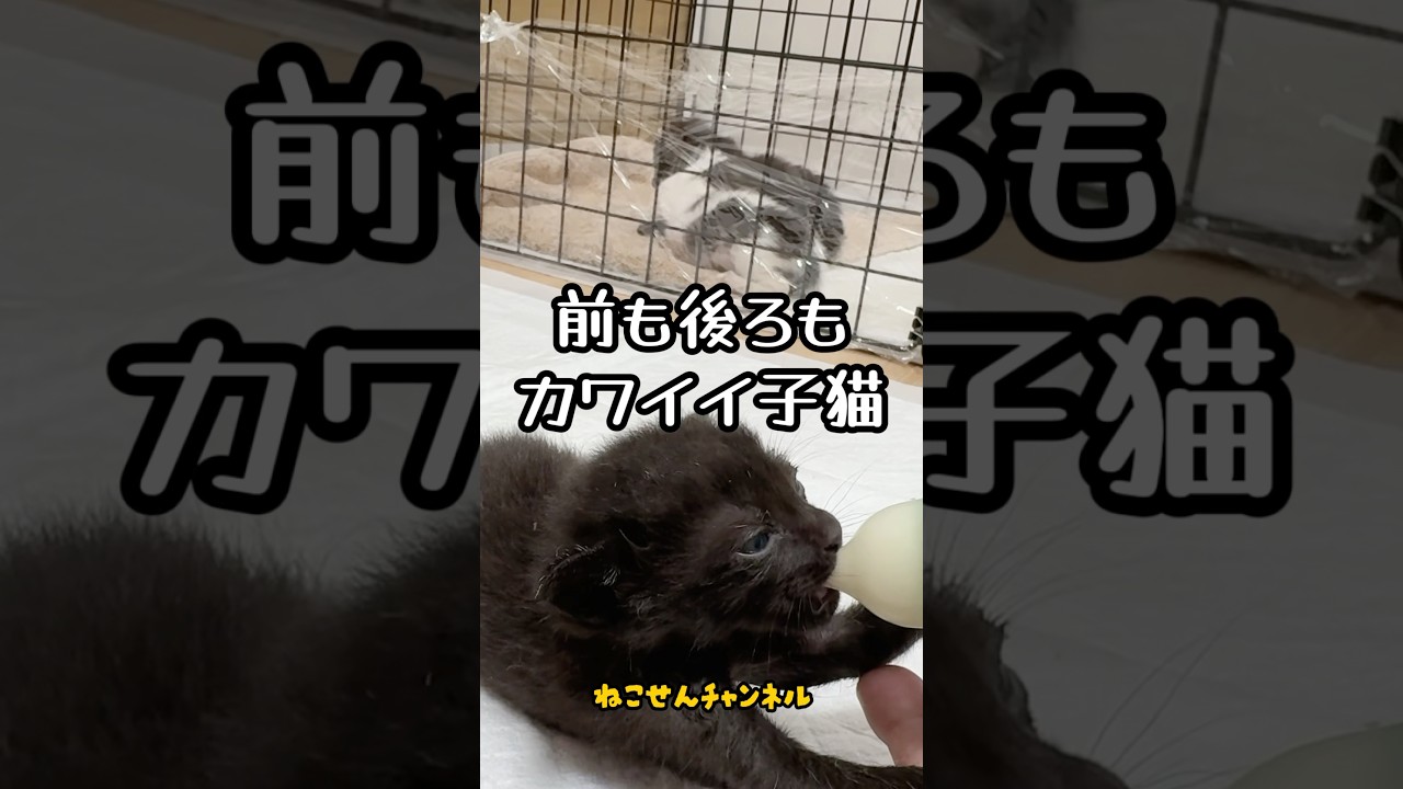 【保護猫】ミルク子猫🍼前も後ろも可愛い💗 | ねこせん