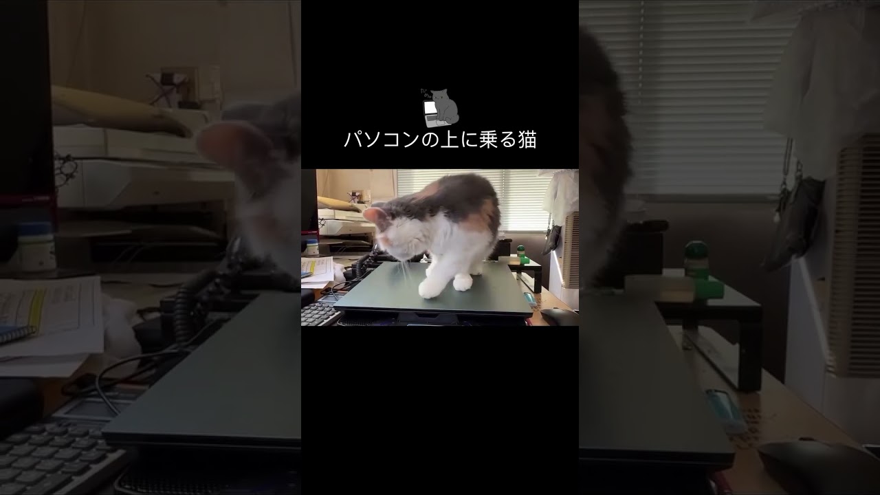パソコンの上に乗る猫2025.8.18#立ち耳スコティッシュフォールド #ねこ #ねこのいる日常 #ねこのいる暮らし #ねこのいる生活 #ねこ動画 #ねこ好き