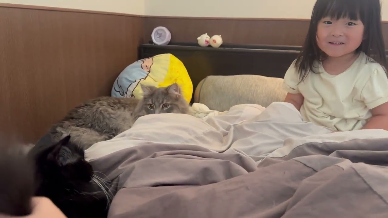目覚めた時には近くにいる猫　ラガマフィンWhen I woke up, there was a cat nearby. Ragamuffin