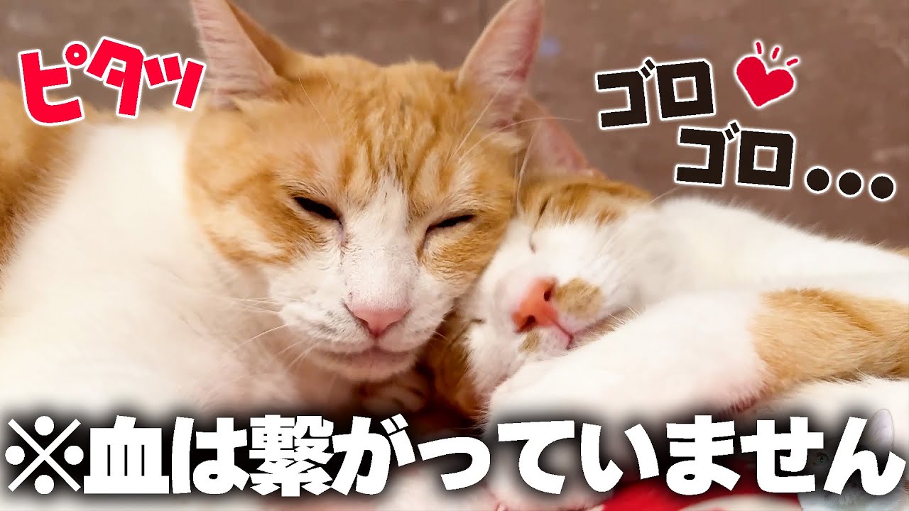 お風呂場で子猫にピタッとくっついて離れない猫がママにしか見えませんでした…