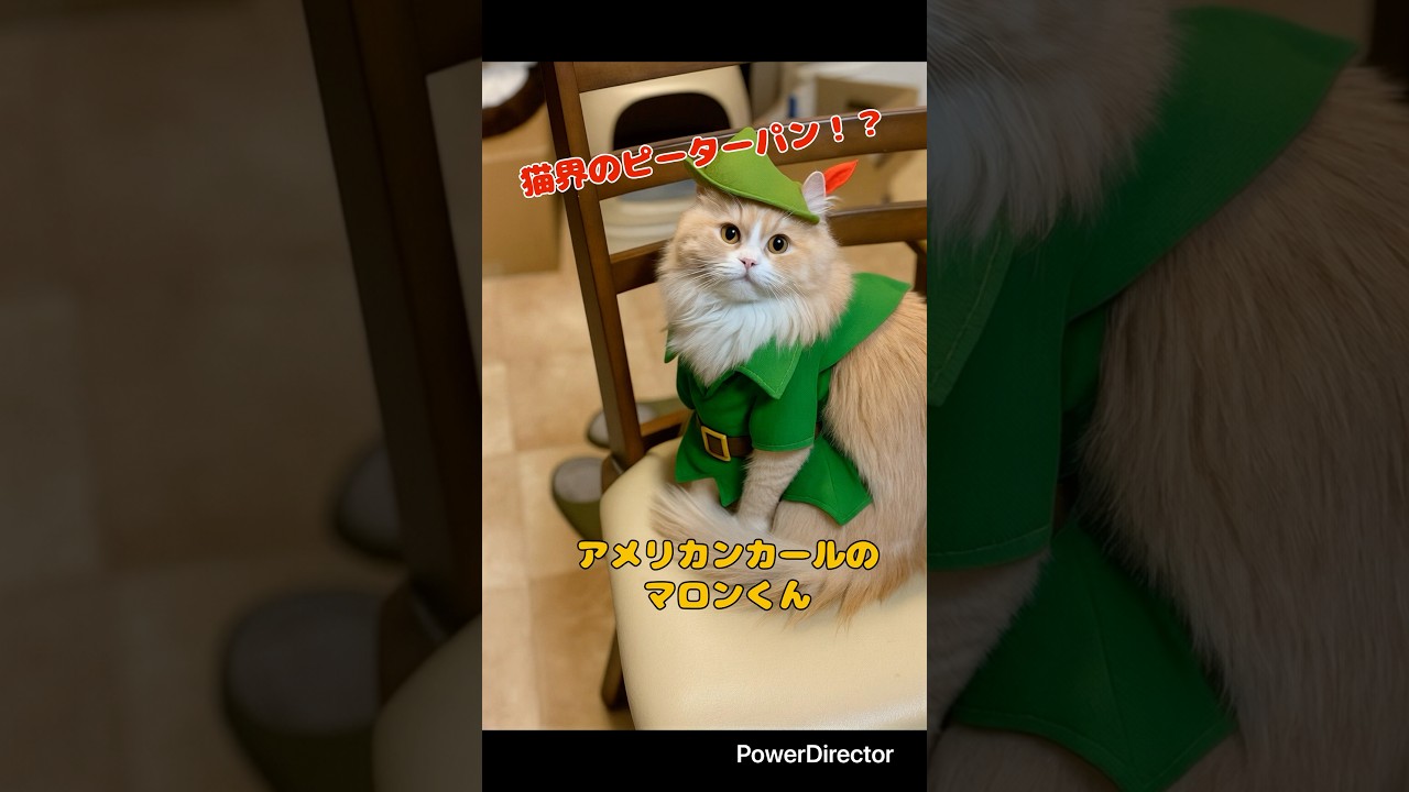 猫界のピーターパン アメリカンカール#shorts