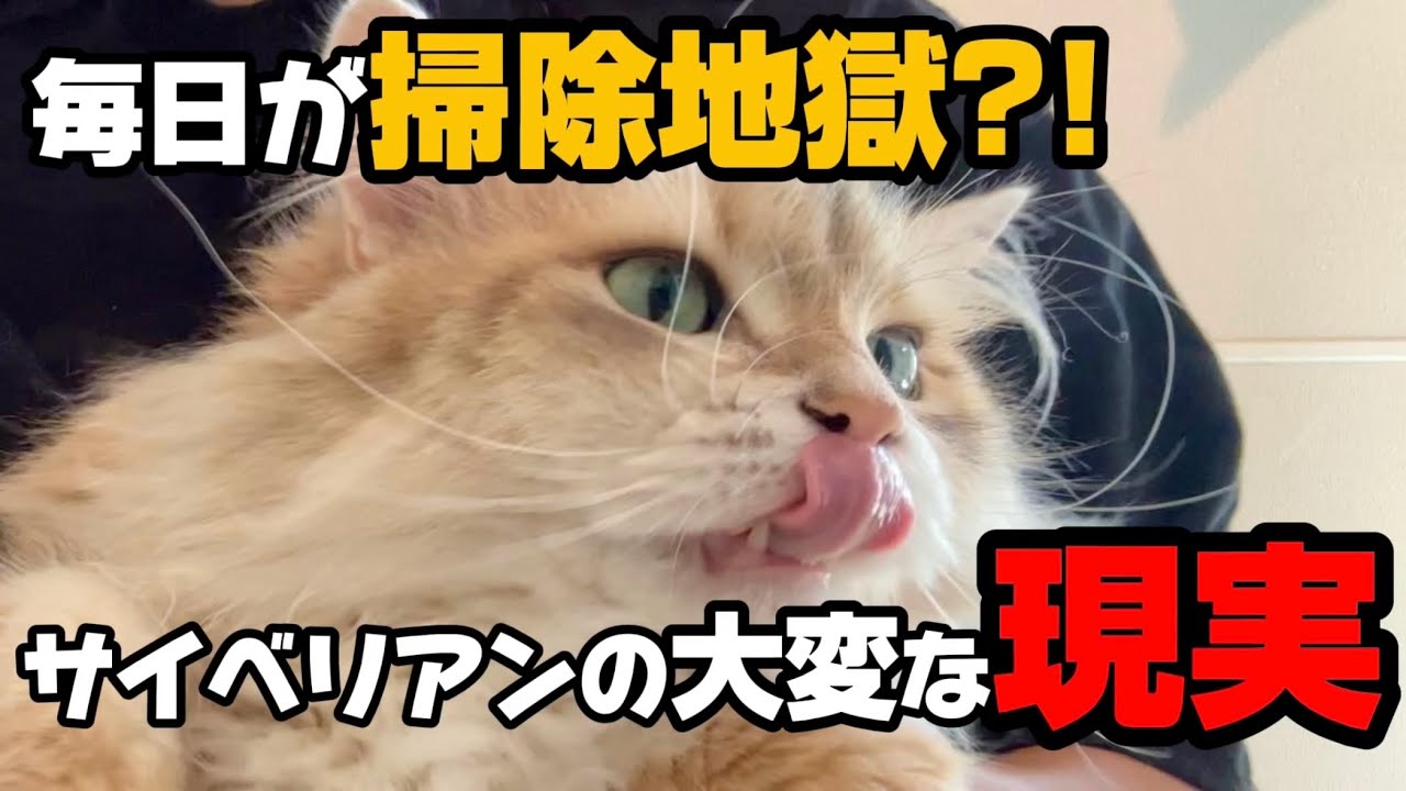 【後悔する前に！】サイベリアン飼育で本当に大変だった5つのこと