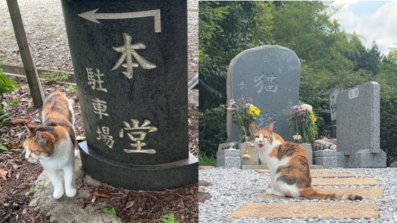 本堂案内&猫塚訪問ミー子