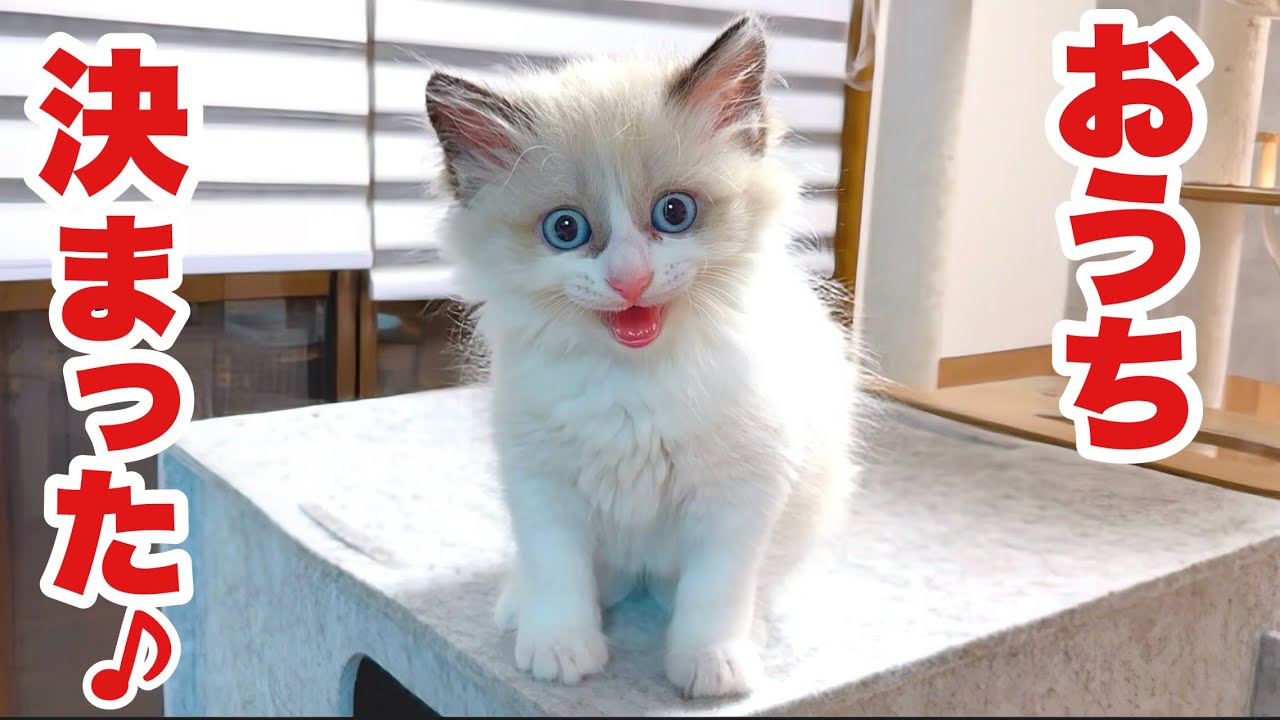 【里親決定】ドブに落ちてた子猫､ついに家族が決まりました‼︎