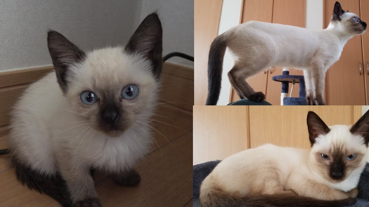 シャム子猫保護(赤ちゃん)当時の未公開映像🎥😻♬