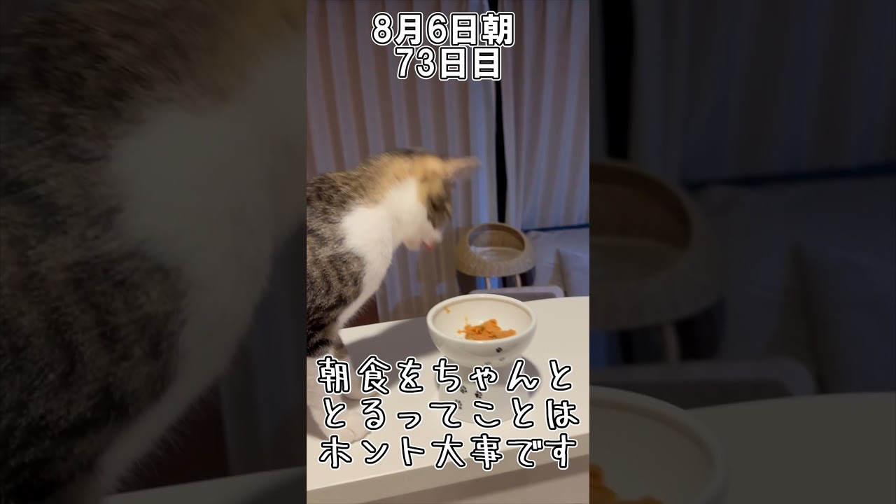 ハルのFIP闘病記「絶対に負けない」 73日目 74日目 #shorts #猫 #子猫