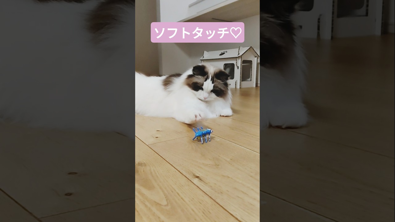 実は本物の虫は怖くて触れませんww #ragdoll #ragdollcat #ラグドール #cat #ねこ #猫 #猫のいる暮らし