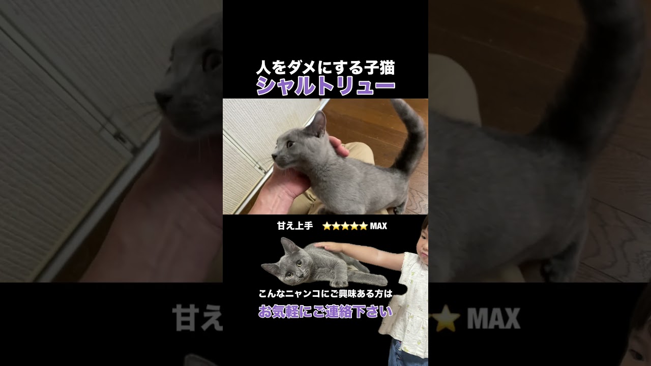 【まさに子犬の様な子猫】シャルトリューの男の子 #シャルトリュー #猫好きさんと繋がりたい #子猫