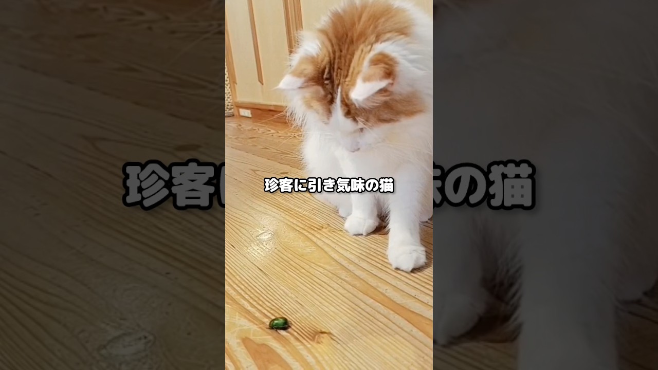 逆に動かないと困るらしい... #メインクーン #猫 #猫のいる暮らし#cat #mainecoon #catlover​  #catshorts​ #cute​ #cutecat​ #fyp​