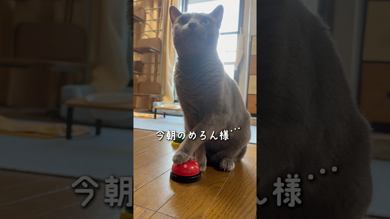 【ロシアンブルー】お盆休みも後半..今朝もめろんはいつも通り🤗【猫】#shorts