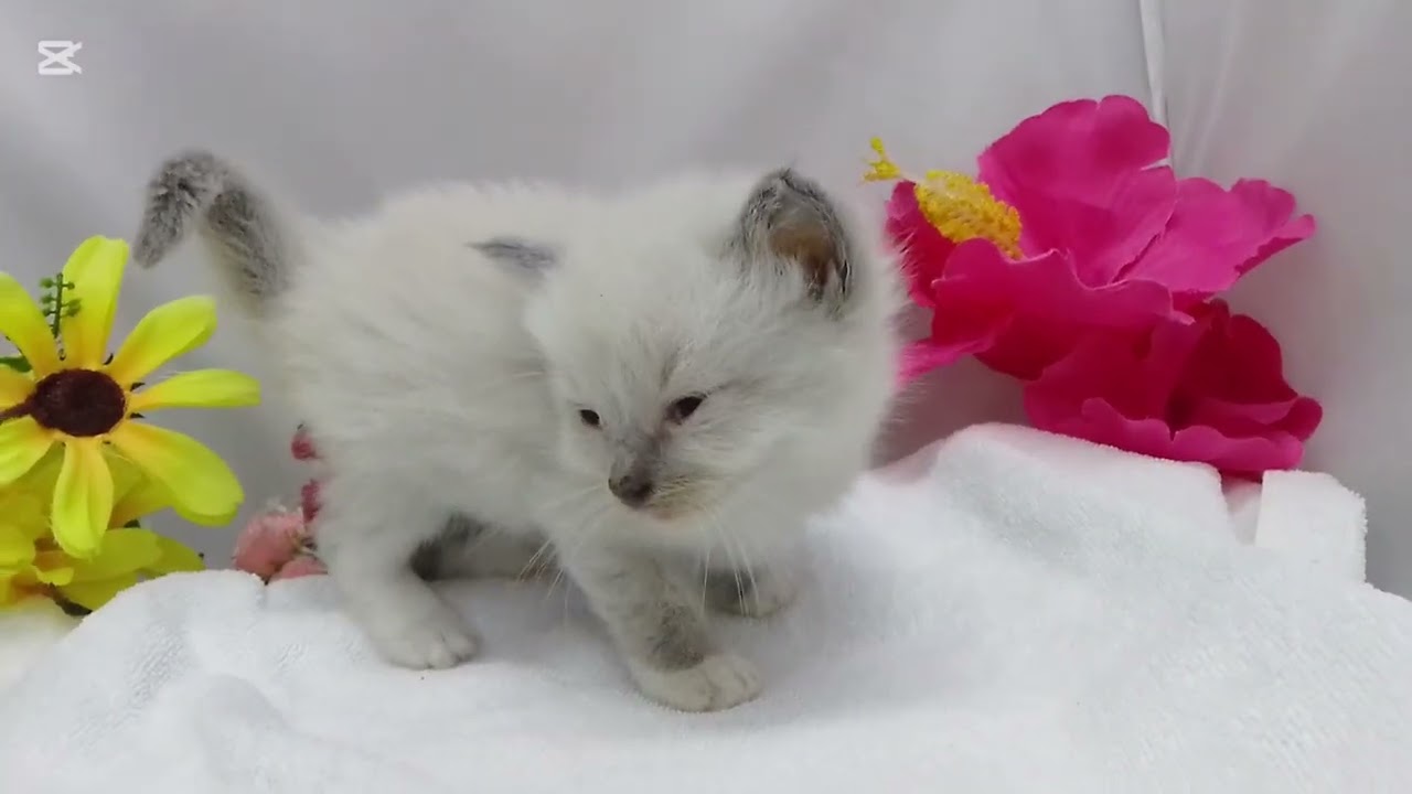 ラグドール/ペットショップ仙台/子猫販売石巻市