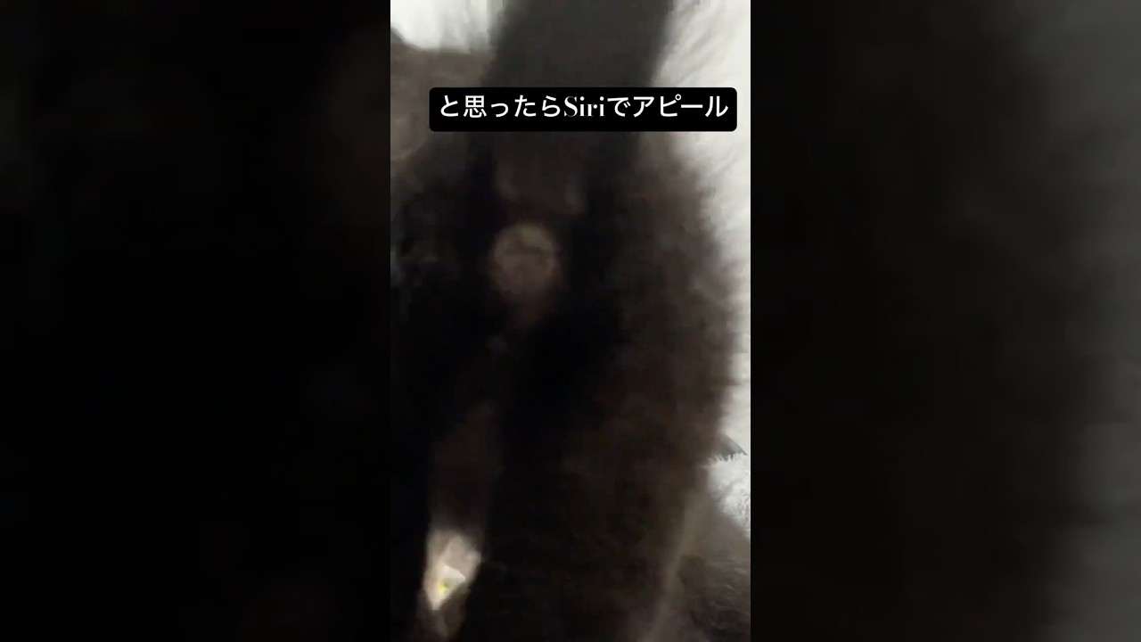 無駄に主張が強い黒い子猫兄妹   #cat #kitten #猫 #子猫 #ねこ #こねこ #instacat #catstagram #猫のいる暮らし #子猫 #保護猫 #shorts  #こねこ