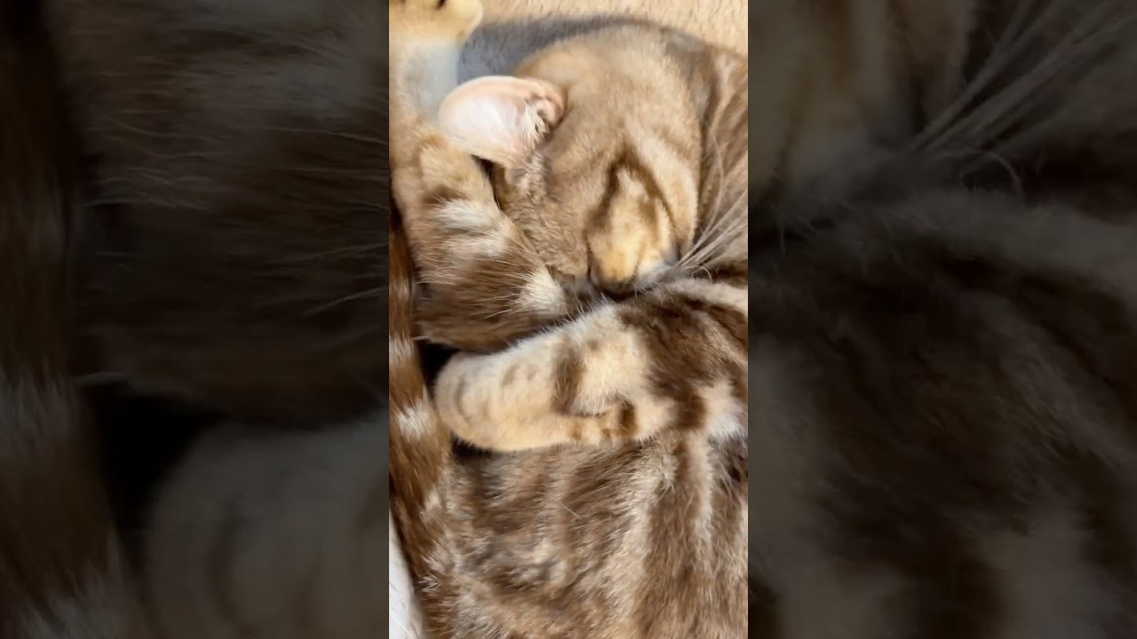 ねむねむ猫ルイちゃん #cat #アメリカンカール #cute #cat