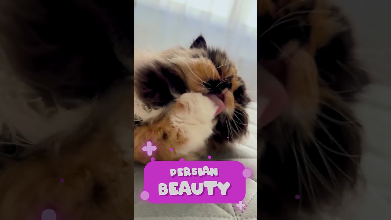 Persian Cat Yuna’s Relaxing Day 🐾 | Cute Cat Moments | Cat TV Shorts