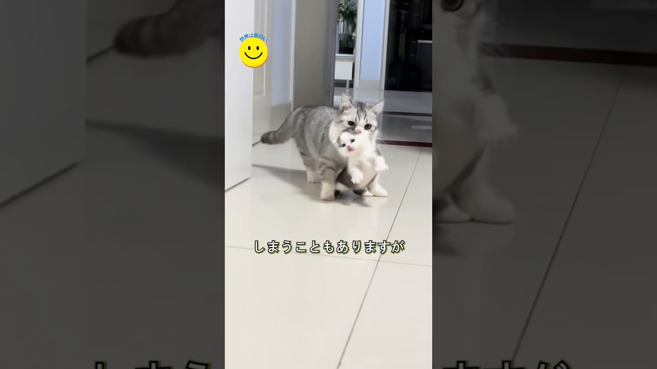 自分の子猫を預ける母猫と、ベビーシッターになった飼い主さん